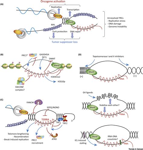 R Loops And Their Composite Cancer Connections Trends In Cancer