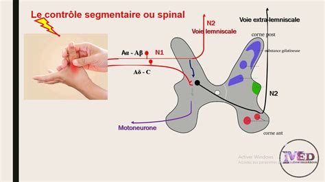 Cuisse Anatomie Physiologie Douleurs Pathologies