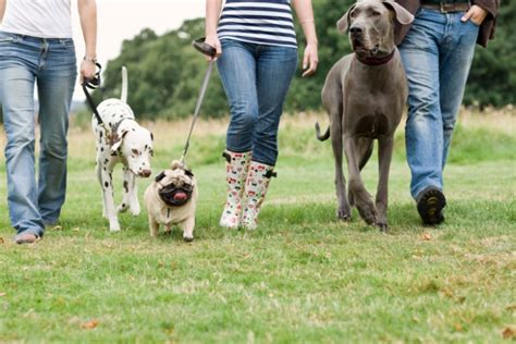 How Exercising With Your Dog Benefits You Both