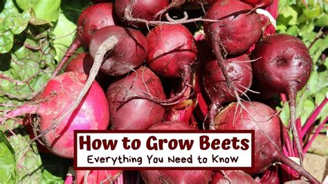 How To Grow Beets From Seed To Harvest · Hidden Springs Homestead