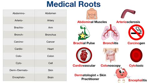 Medical Terminology List Root Word Prefix Suffix Meanings And Course