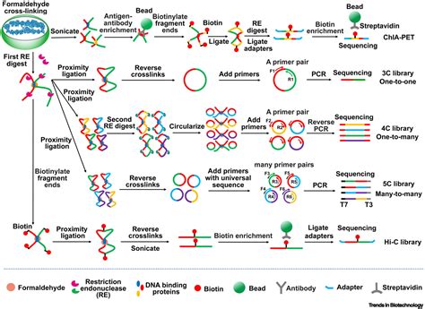 The Spatial Position Effect Synthetic Biology Enters The Era Of 3d