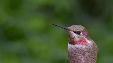 Commonly Sighted Hummingbirds In Washington State