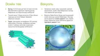 эсийн бүтэц | PPT