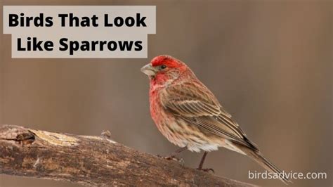 Birds That Look Like Sparrows Inc Awesome Photos