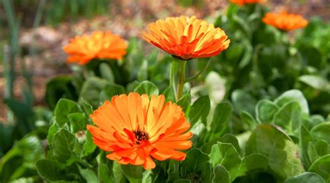 Cómo plantar cultivar y cuidar la caléndula