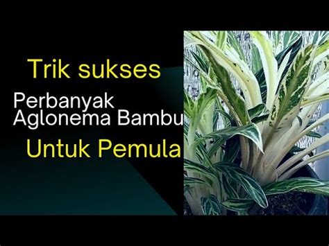 Rahasia Sukses Perbanyak Aglonema Bambu YouTube