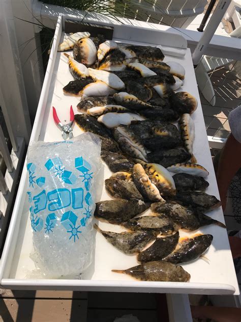 Blowfish In Barnegat Bay By Ed Valitutto Village Harbour Fishing Club