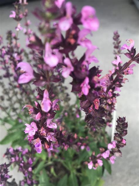 Salvia Edula Rose Caragh Nurseries