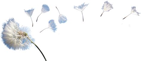 Dandelion Png Transparent Images Png All