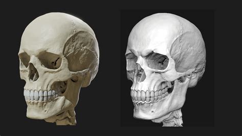 Human Male Skeleton V Sculpt D Model Cgtrader