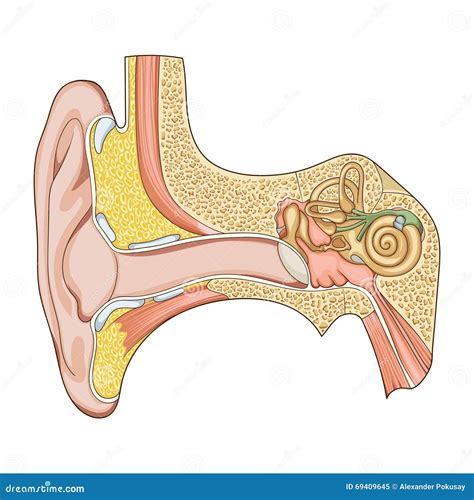 Diagram Of The Ear