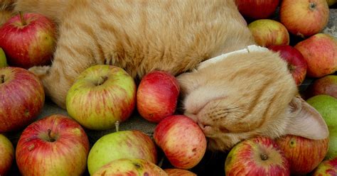 People Food And Cats Can Cats Eat Apples Furtropolis