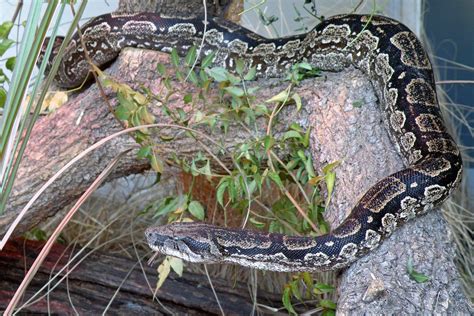 Todo Lo Que Debes Saber Sobre Los Huevos De Serpiente De Campo Gu A