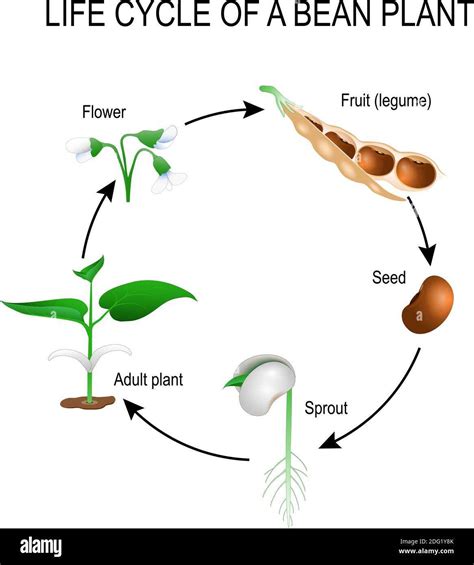 Understanding The Life Cycle Of A Bean Plant A Visual Diagram