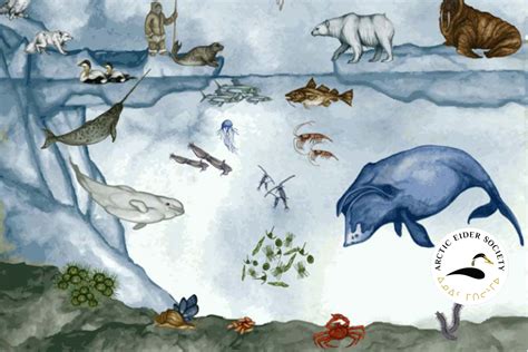 Arctic Ocean Food Web