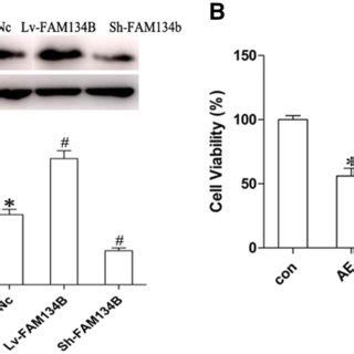 Effect Of Fam B On Hippocampal Neuron Apoptosis Induced By Acquired