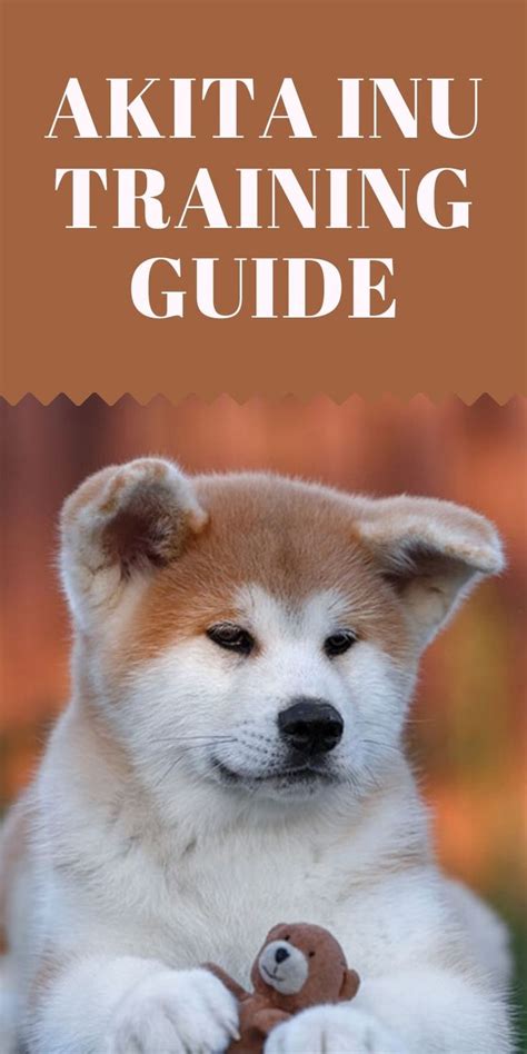 Akita Inu Training Guide | Our Deer | Akita dog, Akita, Akita puppies