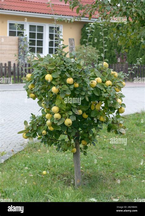 Apfel Quitte Cydonia Oblonga Konstantinopeler Stock Photo Alamy