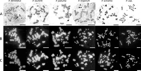 Multiple Sex Chromosome System And Robertsonian Rearrangements Involved