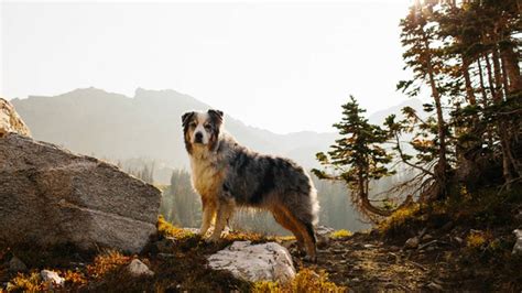 Best dogs for hiking: top 10 breeds to hit the trail with | PetsRadar