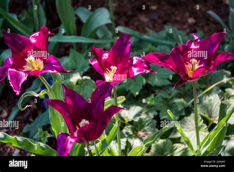 Tulip 'Purple Heart' Stock Photo - Alamy
