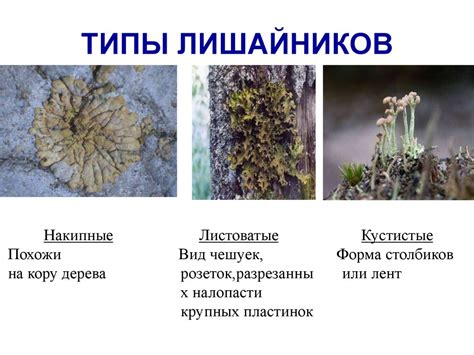 Лишайники. Типы лишайников - презентация онлайн