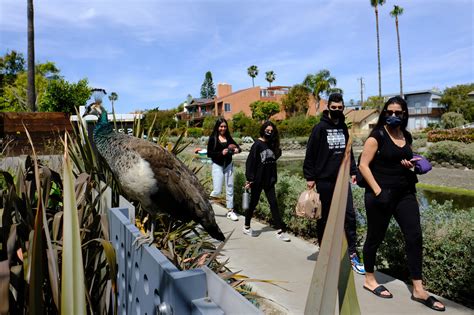 Trouble In Los Angeles County Too Many Peacocks The New York Times