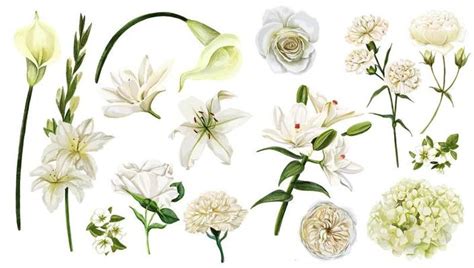 White Flower Vector Art Icons And Graphics For Free Download