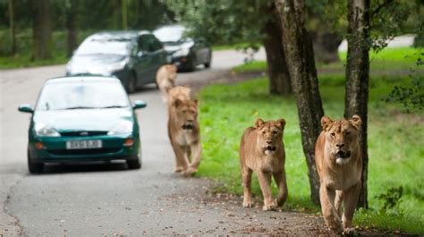 Knowsley Safari Park - A Safari Park In England | TouristSecrets