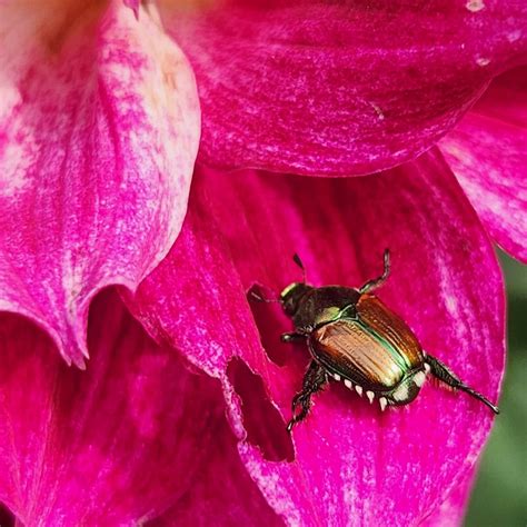 These Shiny Beetles Sure Do Like Having Sex On My Dahlias Rinsects