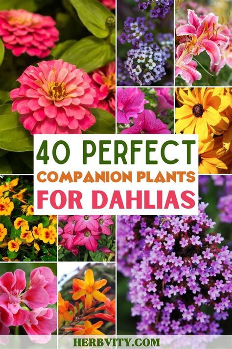 40 Perfect Companion Plants For Dahlias Dahlia Flower Garden