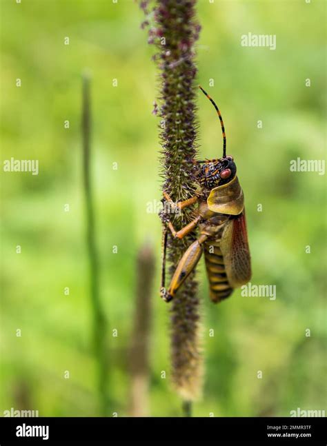 Leprous Grasshopper Hi Res Stock Photography And Images Alamy