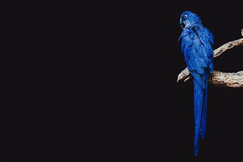 Parrot Os Hd Wallpapers Top Free Parrot Os Hd Backgrounds