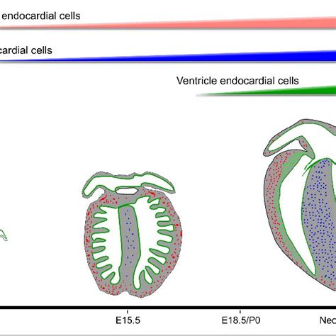 Mural cells derived from endocardium in developing heart. A and B,... | Download Scientific Diagram