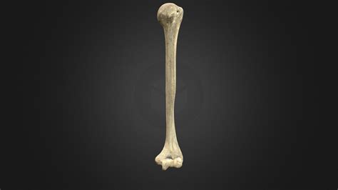 Human Humerus 3d Model By Ubc Medicine Educational Media 3c9efda