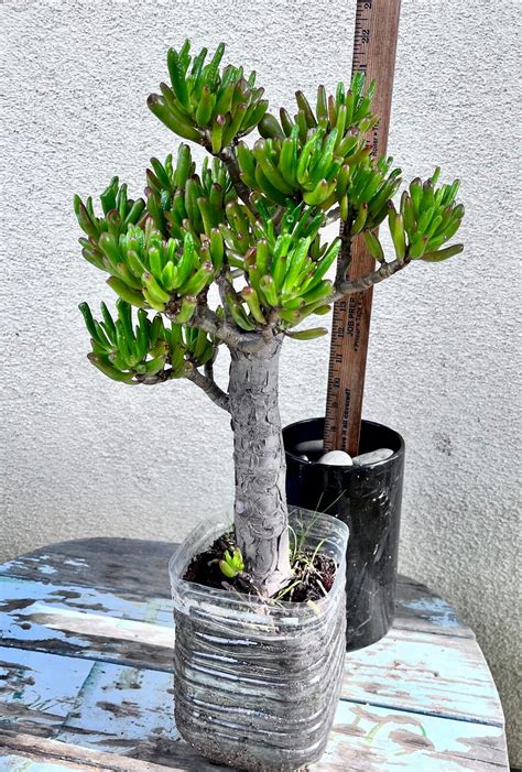 22 Tall Gollum Jade Crassula Ovata Rare Large Hobbit Jade Etsy