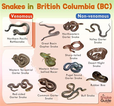 List Of Common Venomous And Non Venomous Snakes In British Columbia Bc