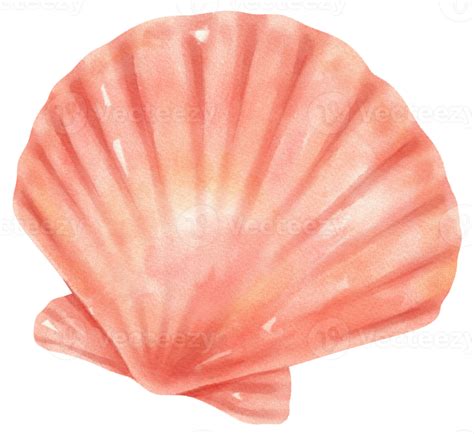 Ilustra O Em Aquarela De Frutos Do Mar De Concha Png