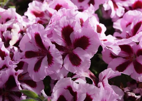 Pelargonium Grandiflorum Patricia Engelsk Pelargonie Fuchsiahaven