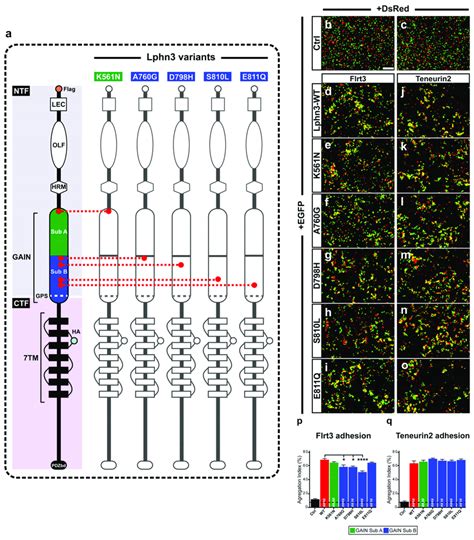 Intercellular Adhesion Mediated By Lphn3 Heterophilic Contacts With Its