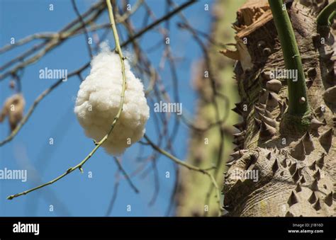 Close Up Detail Of Open Fruit Seed Pod On Silk Floss Tree Ceiba Speciosa With Spiky Trunk Stock