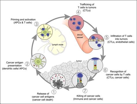 Oncology Meets Immunology The Cancer Immunity Cycle Immunity