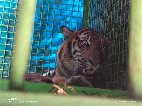 Harimau Sumatera Berkaki Buntung Tertangkap Di Mukomuko Diduga Sudah