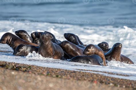 baby newborn sea lion on the beach 12024343 Stock Photo at Vecteezy