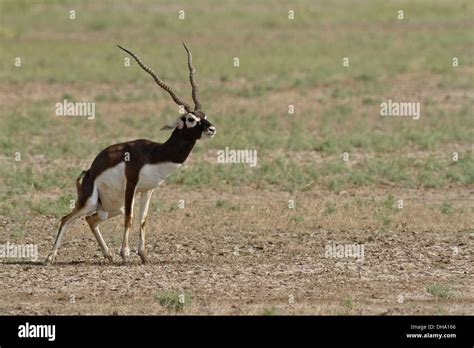 Male Blackbuck Antilope Cervicapra Marking Territory Stock Photo Alamy