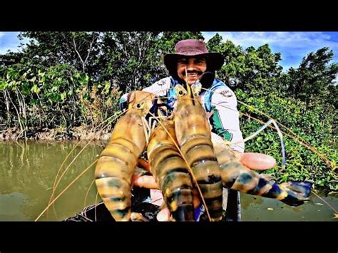 Veja Agora Pescaria Do Maior Camar O Do Brasil Pescado De Anzol Pitu