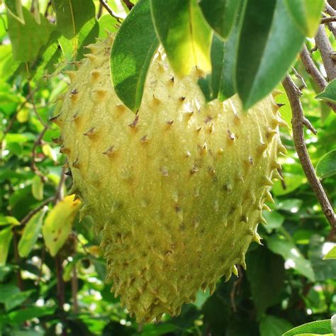 M Tech Gardens Soursop Giant Annona Muricata Seedling Exotic 1