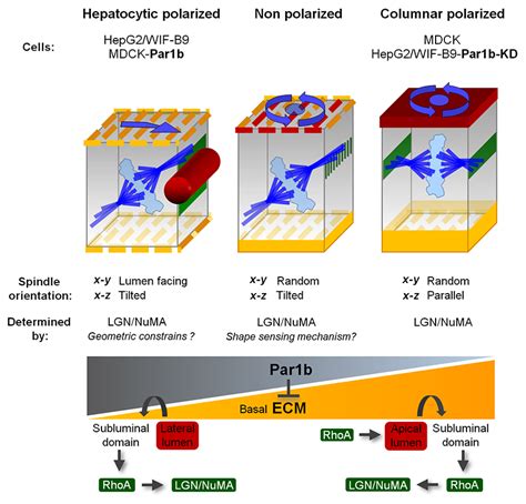 Par B Inhibits An Ecmrhoarhok Pathway To Promote Hepatocytic