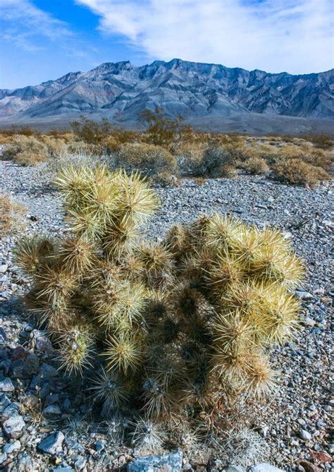 Teddy Bear Cholla Cylindropuntia Bigelovii Cactus With Tenacious